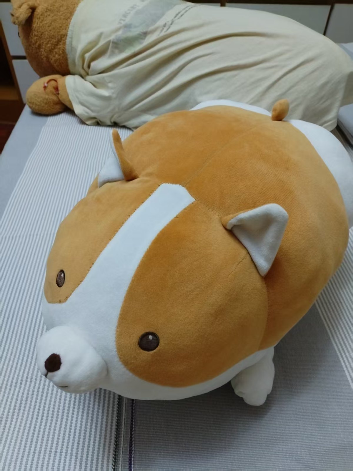 小黄圆滚滚地躺着